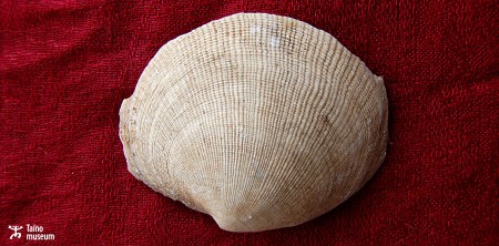 Shell scraper for food preparation