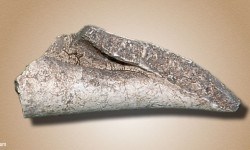 Shell tool point