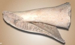 Shell scraper
